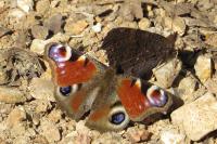 Aglais io