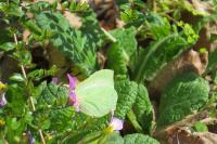 Gonepteryx rhamni