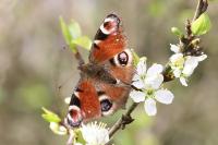 Aglais io