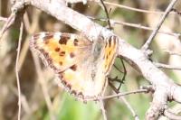 Nymphalis polychloros