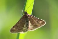 Pyrausta despicata