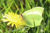 Gonepteryx rhamni