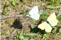 Gonepteryx rhamni