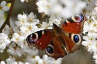 Aglais io