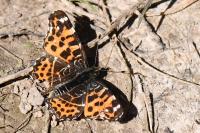 Araschnia levana