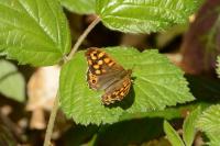 Pararge aegeria