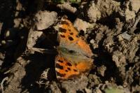 Nymphalis polychloros