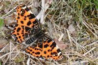 Araschnia levana