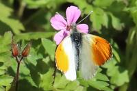 Anthocharis cardamines