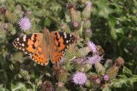 Vanessa cardui