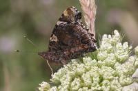 Vanessa atalanta