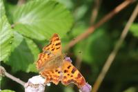 Polygonia c-album