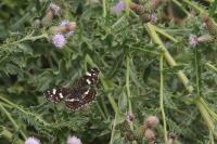 Araschnia levana
