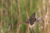 Lycaena tityrus