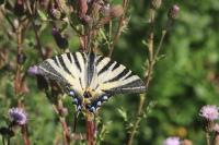 Iphiclides podalirius