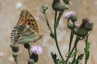 Argynnis paphia