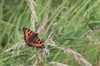 Aglais urticae