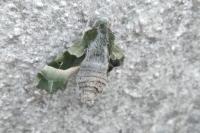 Proserpinus proserpina