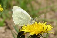 Pieris rapae