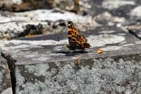 Araschnia levana