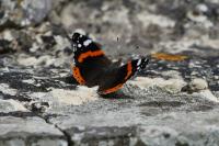 Vanessa atalanta