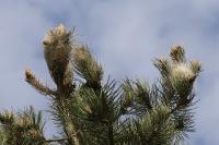 Thaumetopoea pityocampa