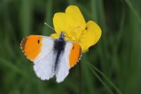 Anthocharis cardamines