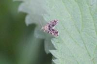 Anthophila fabriciana