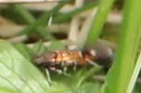 Pancalia leuwenhoekella