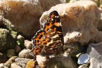 Araschnia levana