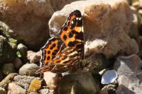 Araschnia levana