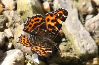 Araschnia levana