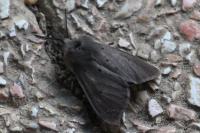 Diaphora mendica
