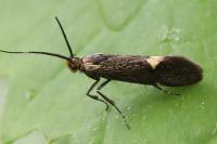 Esperia sulphurella