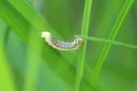 Ptycholoma lecheana