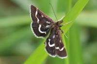 Pyrausta nigrata