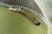 Cydalima perspectalis