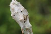 Malacosoma neustria