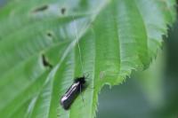 Adela reaumurella