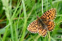 Boloria dia