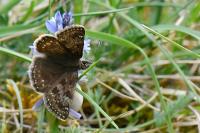 Erynnis tages