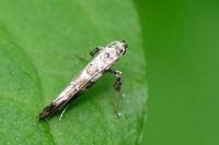 Gracillaria syringella