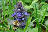 Hemaris tityus