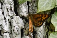 Lasiommata megera