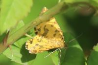 Pseudopanthera macularia