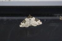Xanthorhoe fluctuata