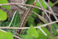 Lasiocampa quercus