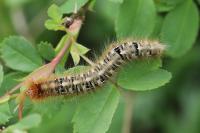 Lasiocampa quercus