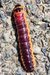Cossus cossus