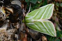 Pseudoips prasinanus